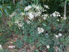Heracleum sphondylium