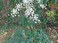 Heracleum sphondylium