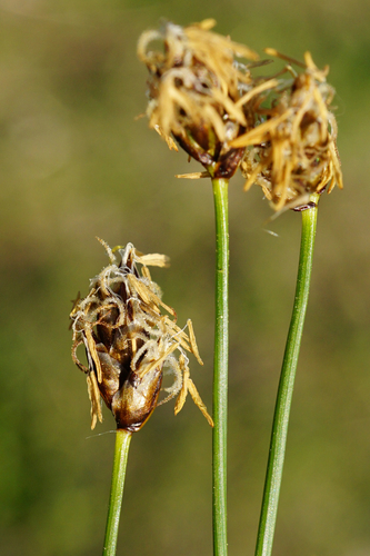 Image of Carex stenophylla by (c) Patrick Hacker, some rights reserved (CC BY)