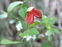 Casearia yucatanensis