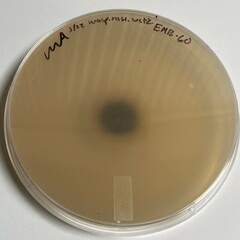 Aureobasidium leucospermi