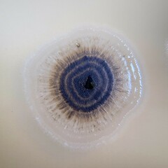 Aureobasidium leucospermi