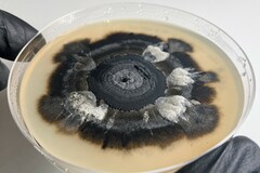 Aureobasidium leucospermi