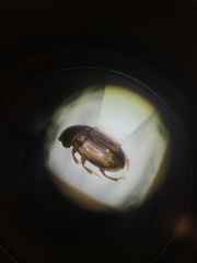 Blackburneus stercorosus