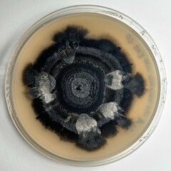 Aureobasidium leucospermi