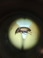 Blackburneus stercorosus