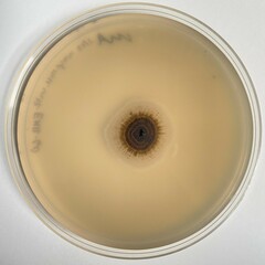 Aureobasidium leucospermi