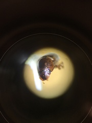 Blackburneus stercorosus