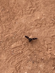 Exoprosopa dorcadion