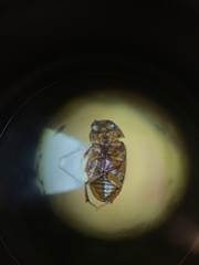 Blackburneus stercorosus