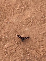 Exoprosopa dorcadion