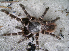 Acanthoscurria juruenicola
