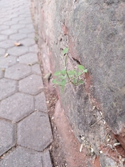 Chenopodium vulvaria