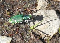 Cicindela tranquebarica sierra
