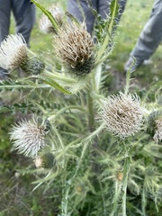 Cirsium hookerianum