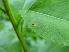 Chrysopilus modestus