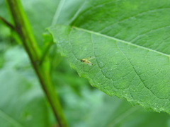 Chrysopilus modestus