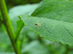 Chrysopilus modestus