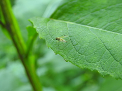 Chrysopilus modestus