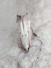 Perimede circitor