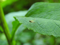 Chrysopilus modestus