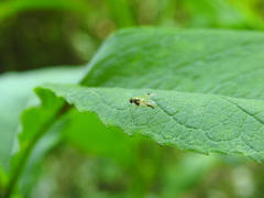 Chrysopilus modestus