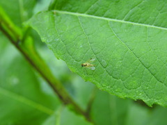 Chrysopilus modestus