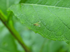 Chrysopilus modestus