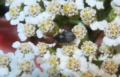 Odontocorynus umbellae