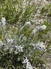 Artemisia borealis