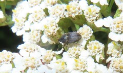 Odontocorynus umbellae