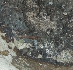 Lithobius forficatus