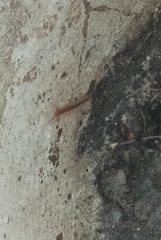 Lithobius forficatus