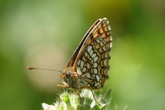 Melitaea aurelia