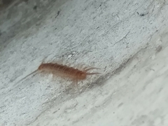 Lithobius forficatus