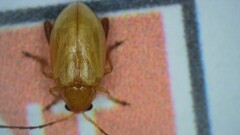 Longitarsus jacobaeae