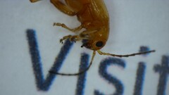 Longitarsus jacobaeae