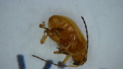 Longitarsus jacobaeae