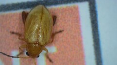 Longitarsus jacobaeae