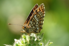 Melitaea aurelia