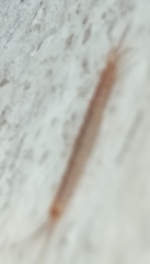 Lithobius forficatus