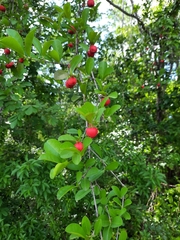 Malpighia emarginata