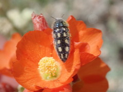 Acmaeodera pubiventris lanata