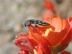 Acmaeodera pubiventris lanata