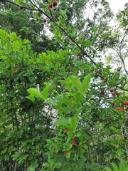 Malpighia emarginata