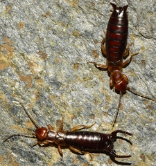 Eulithinus analis