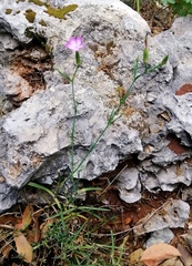 Dianthus tripunctatus
