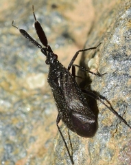 Excentricus planicornis