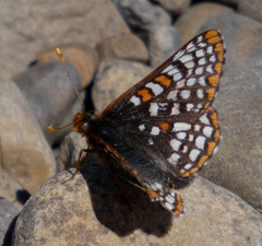 Euphydryas anicia bernadetta
