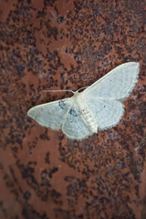 Idaea subsericeata